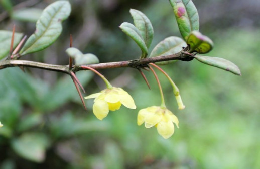 网友拍摄的十万古田植物
