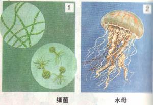 震旦纪