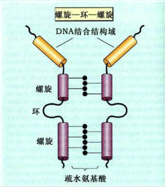 螺旋-环-螺旋结构模式