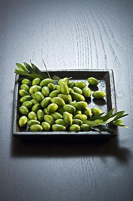 橄榄