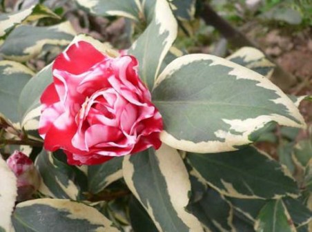 彩叶花露珍