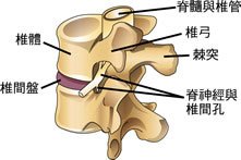 椎间孔示意图