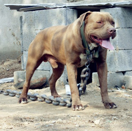 比特犬