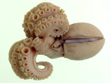 91无环带两鳍蛸