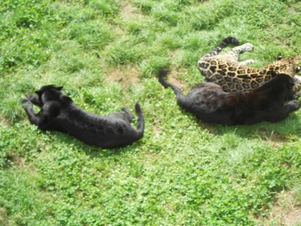 流亭街道境内动物