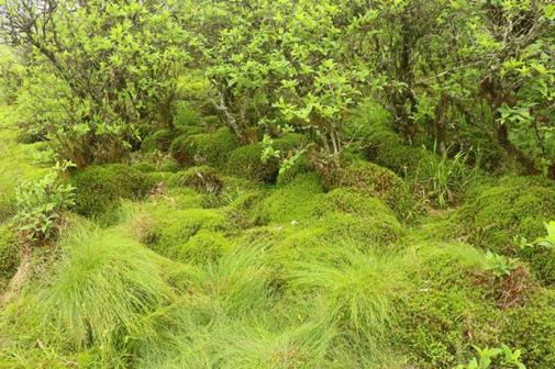 十万古田的泥炭藓