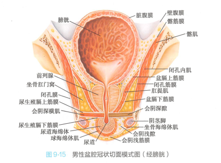 男性盆腔冠状切面模式图(经膀胱)