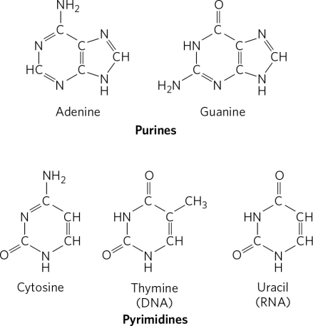 核酸的主要碱基 