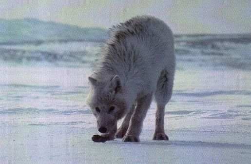 格陵兰狼