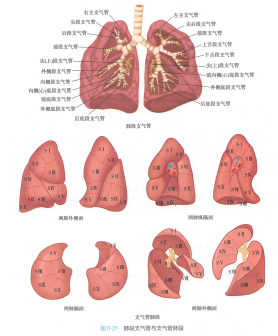 肺段支气管与支气管肺段