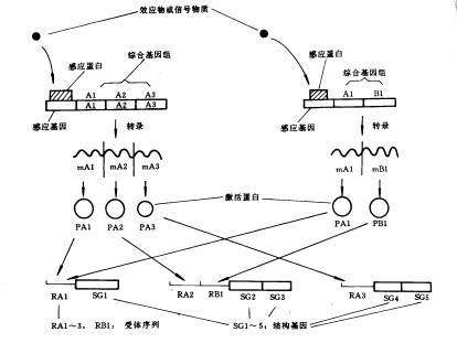 基因转录