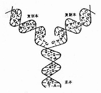 DNA