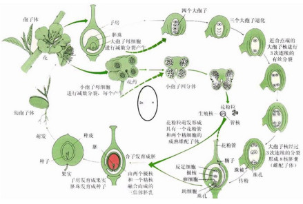 被子植物繁殖发育示意图