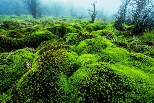 十万古田的泥炭藓