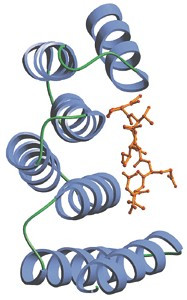 分子伴侣