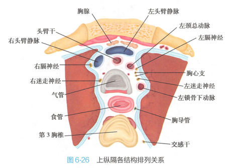 上纵隔各结构排列关系