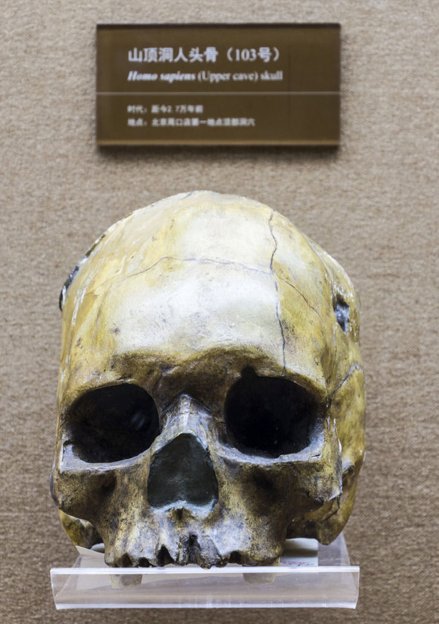 山顶洞人头骨（103号）