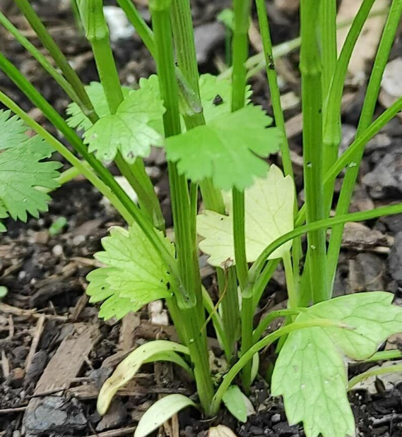 芫荽的茎