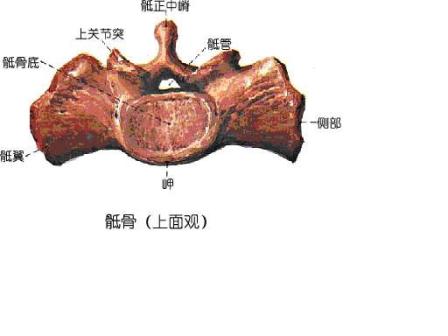 腰椎与骶椎解剖03