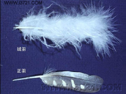 绒羽
