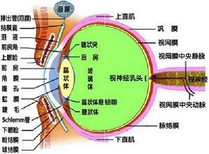 视觉器官