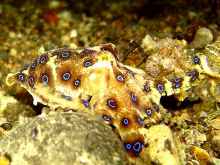 134尼尔氏豹纹蛸