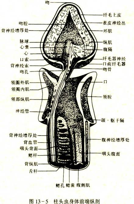 内部结构