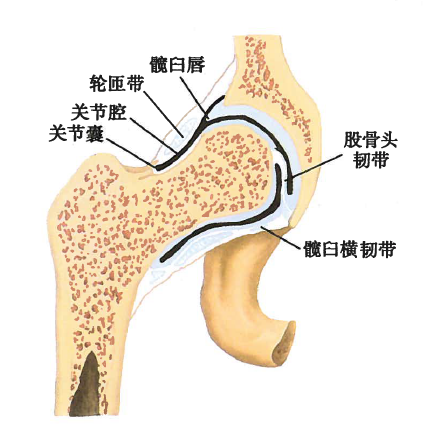 髋关节冠状切面 