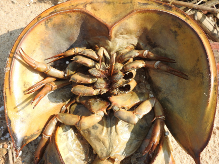 中国鲎（Tachypleus tridentatus）