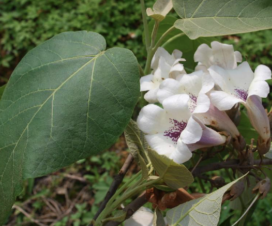 白花泡桐