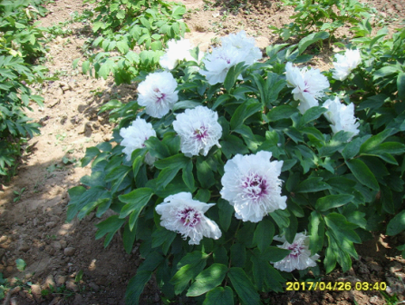 奇花异彩(菏泽百花园孙文海团队选育 特晚花品种)