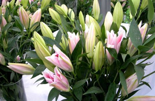 双店百合花