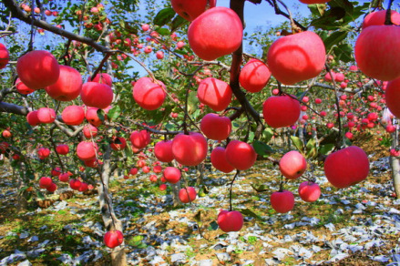 黄龙苹果