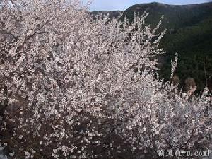 采花节