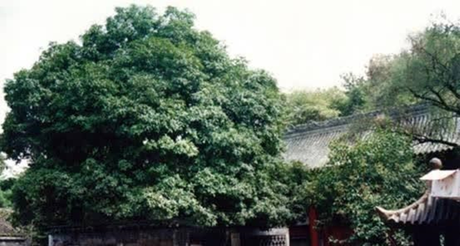 汉中市市树汉桂