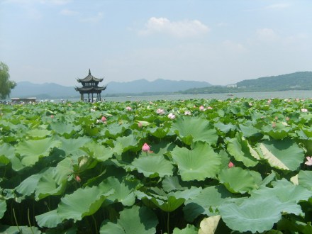 西湖荷花
