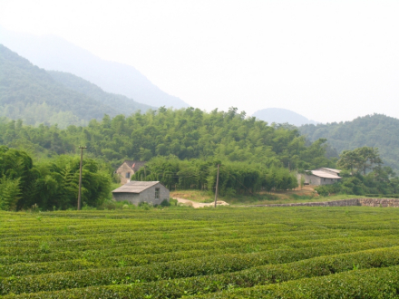 小馒头墩越国贵族墓