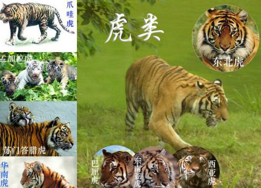 虎