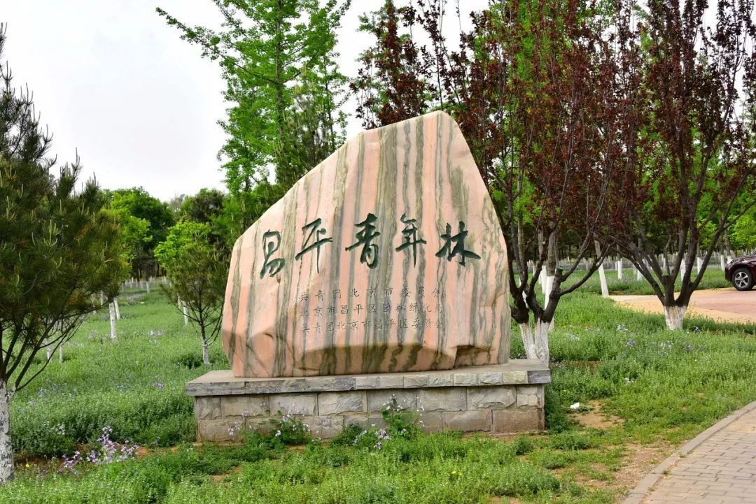 百善昌平青年林