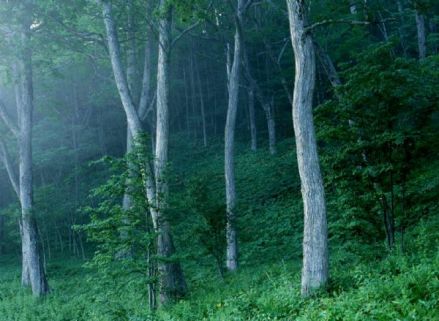 梅树村自然保护区