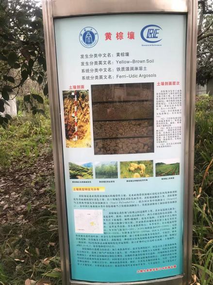 黄棕壤土样及剖面