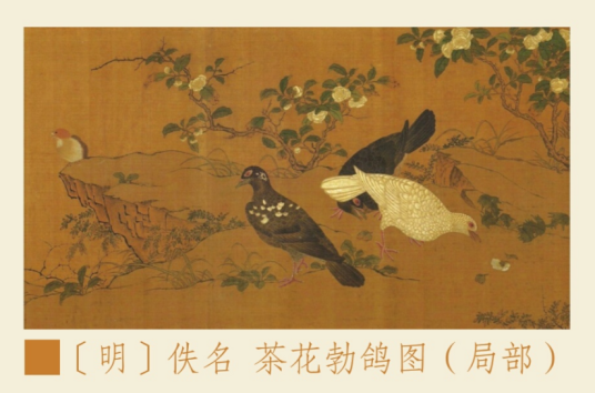 鹁鸽