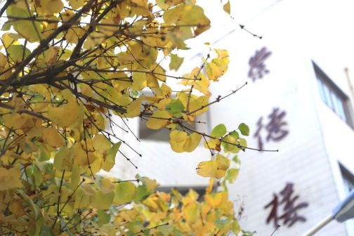 甘肃政法大学秋景