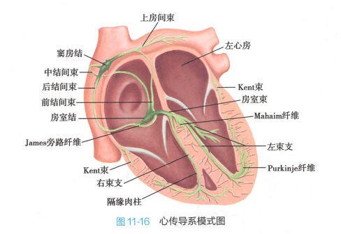心传导系