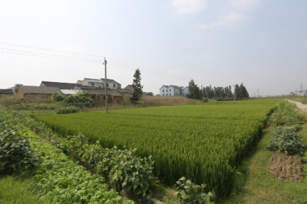 新地里遗址