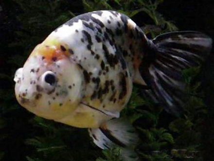 软鳞五花寿