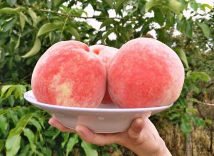 肥城桃