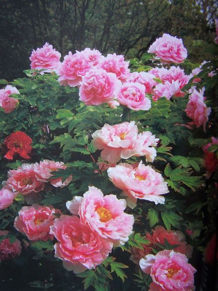 菏泽牡丹