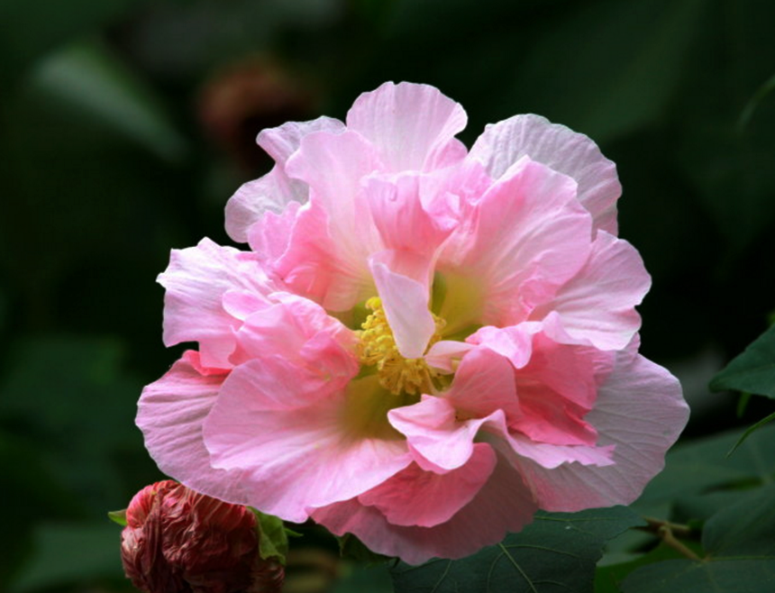 木芙蓉