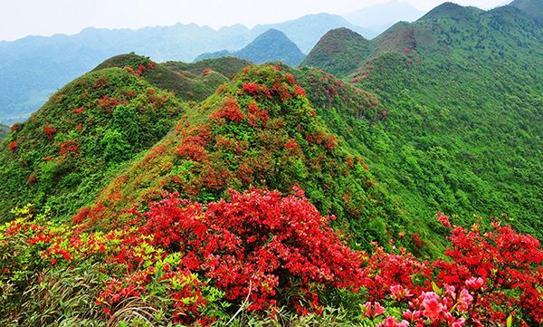 毕节百里杜鹃景区